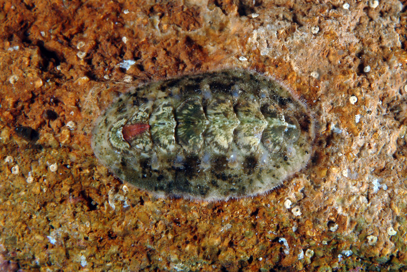 Acanthochitona fascicularis